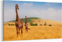 Schilderij - Giraffen die door het droge gras van de Keniaanse savanne lopen — 100x70 cm