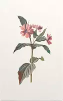 Silene (Campion) - Foto op Forex - 40 x 60 cm