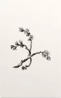 Ulmus Minor zwart-wit (Cornish Elm) - Foto op Forex - 100 x 150 cm