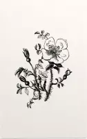 Duinroos zwart-wit (Burnet-Leaved Rose) - Foto op Forex - 80 x 120 cm