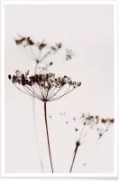 JUNIQE - Poster Dried Flowers Anetum 2A -30x45 /Bruin & Grijs