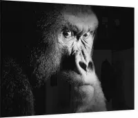 Silverback gorilla op zwarte achtergrond - Foto op Plexiglas - 90 x 60 cm