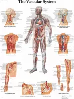 Het menselijk lichaam - anatomie poster bloedsomloop (gelamineerd, 50x67 cm) + ophangsysteem