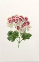 Geranium Aquarel (Pelargonium) - Foto op Forex - 40 x 60 cm