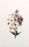 Vlambloem (Phlox White) - Foto op Forex - 100 x 150 cm