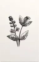 Actaea zwart-wit (Baneberry) - Foto op Forex - 30 x 45 cm