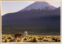 Poster Met Metaal Gouden Lijst - Lama Bolivia Poster