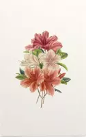 Azalea Aquarel (Azalea) - Foto op Forex - 40 x 60 cm