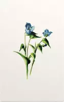 Dagbloem (Commelina White) - Foto op Forex - 100 x 150 cm