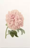 Pioenroos Aquarel (Peony) - Foto op Forex - 80 x 120 cm