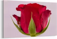 Schilderij - Pink rose — 100x70 cm