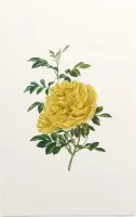 Rosa Foetida Aquarel (Persian Yellow Rose) - Foto op Forex - 60 x 90 cm