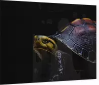 Schildpad op zwarte achtergrond - Foto op Plexiglas - 60 x 40 cm