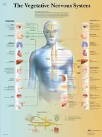 Het menselijk lichaam - anatomie poster vegetatief zenuwstelsel (gelamineerd, 50x67 cm) + ophangsysteem