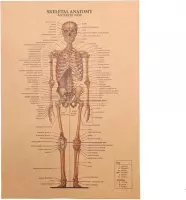 Poster Skelet - Vintage - Het Skelet - De Mens - Het Menselijk Lichaam - Kaart - Visueel -Kraftpapier - Encyclopedie - Woondecoratie - Muur - Ophangen - Decoratie - 1 Skelet