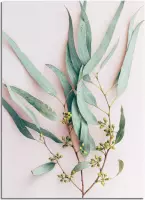 DesignClaud Eucalyptus blad tak - Botanische poster A4 + fotolijst zwart