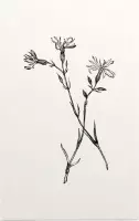 Echte Koekoeksbloem zwart-wit (Ragged Robin) - Foto op Forex - 40 x 60 cm