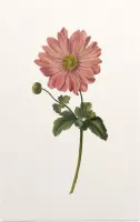 Anemoon Aquarel (Anemone) - Foto op Forex - 40 x 60 cm