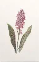 Orchis (Orchis) - Foto op Forex - 40 x 60 cm