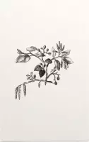 Els zwart-wit (Leaf of Alder) - Foto op Forex - 30 x 45 cm