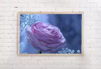 Poster roze Roos - Romantisch - Rozen - 91,5 x 61 cm