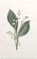 Lelietje-van-dalen (Lily of the Valley) - Foto op Forex - 30 x 45 cm