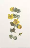 Penningkruid (Moneywort) - Foto op Forex - 40 x 60 cm