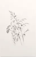 Fluitenkruid zwart-wit Schets (Wild Beaked Parsley) - Foto op Forex - 60 x 90 cm