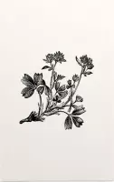 Sibbaldia Procumbens zwart-wit (Procumbent Sibbaldia) - Foto op Forex - 80 x 120 cm