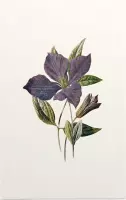 Clematis (Purple Clematis White) - Foto op Forex - 100 x 150 cm