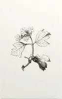Gelderse Roos zwart-wit (Guelder Rose) - Foto op Forex - 100 x 150 cm