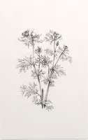 Herfstadonis zwart-wit Schets (Pheasents Eye) - Foto op Forex - 30 x 45 cm