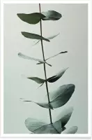 JUNIQE - Poster Eucalyptus Green -40x60 /Groen & Wit