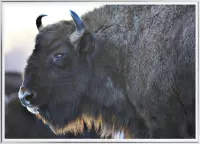 Poster Met Metaal Zilveren Lijst - Aurochs Bison Poster