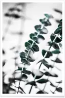 JUNIQE - Poster Eucalyptus 1 -20x30 /Groen & Wit