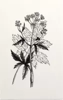 Physospermum Cornubiense zwart-wit (Cornish Bladder Seed) - Foto op Forex - 100 x 150 cm