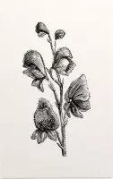 Monnikskap zwart-wit (Monkshood) - Foto op Forex - 100 x 150 cm