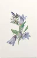 Ruig Klokje (Nettle Leaved Bellflower) - Foto op Forex - 80 x 120 cm