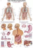 Het menselijk lichaam - anatomie poster spijsvertering (Duits/Engels/Latijn, papier, 50x70 cm)  + ophangsysteem