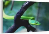 Schilderij - Groene slang — 100x70 cm