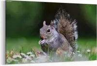 Schilderij - Leuke grijze eekhoorn — 90x60 cm