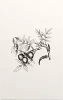 Walnoot zwart-wit (walnut) - Foto op Forex - 60 x 90 cm