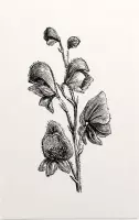 Monnikskap zwart-wit (Monkshood) - Foto op Forex - 40 x 60 cm