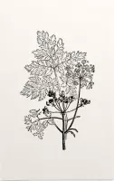 Gevlekte Scheerling zwart-wit (Hemlock) - Foto op Forex - 100 x 150 cm