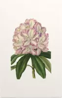 Rododendron Aquarel (Rhododendron) - Foto op Forex - 80 x 120 cm