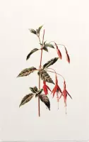 Bellenplant (Fuchsia White) - Foto op Forex - 60 x 90 cm