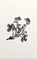 Sibbaldia Procumbens zwart-wit (Procumbent Sibbaldia) - Foto op Forex - 100 x 150 cm