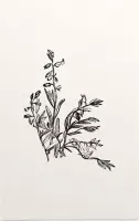 Vleugeltjesbloem zwart-wit (Milkwort) - Foto op Forex - 80 x 120 cm