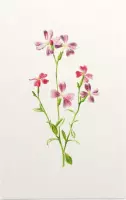 Malcolmia Maritima (Virginian Stock White) - Foto op Forex - 40 x 60 cm