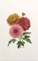 Chrysanten Aquarel (Chrysanthemum) - Foto op Forex - 80 x 120 cm